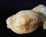 Otostoma retzii (NILSSON 1827) - Bild © FossNet FossilienStore